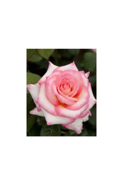 Pembe Beyaz Sarmaşık Gül Fidanı 5 Adet 10-20 cm - Resim 3