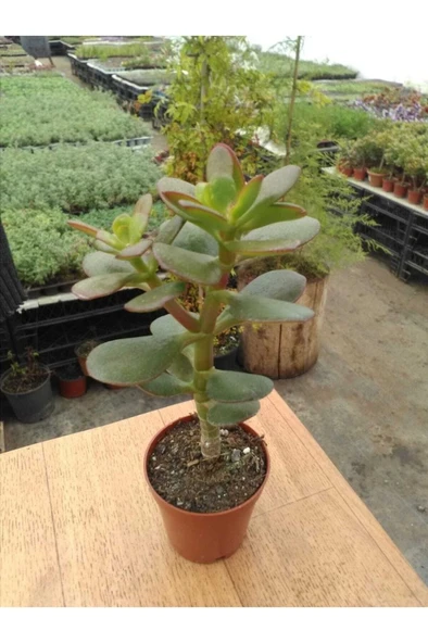 Crassula Ovata Sukulent Minima Jade Plant Para Ağacı Fidanı 10-20 cm ürün görseli