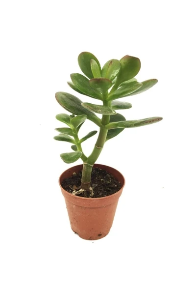 Crassula Feng Shui Para Ağacı Fidanı 10-20 cm ürün görseli