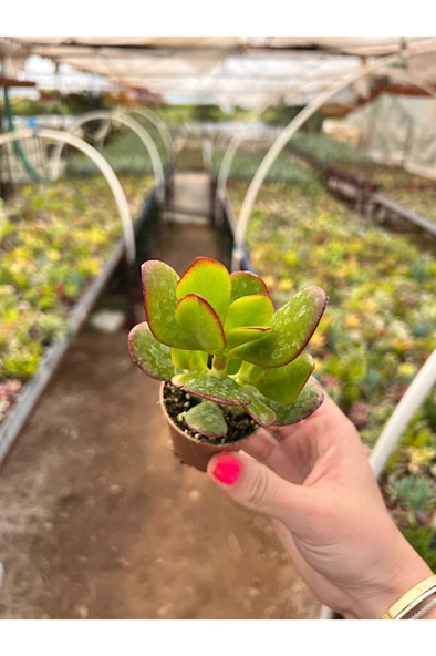 Para Çiçeği Bonsai Crassula Ovata Sukulent 10-20 cm - Resim 2