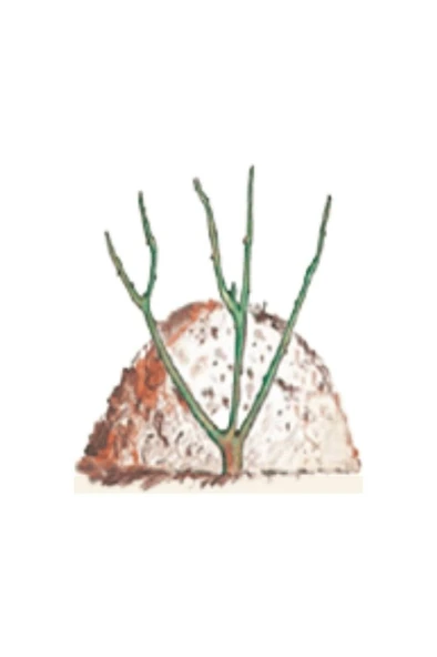 Aşılı Gül Fidanı Kokulu 10-20 cm - Resim 4