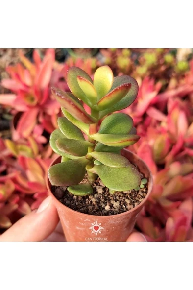 Crassula Ovata, Para Ağacı, Feng Shui, 10-20 cm - 1