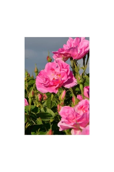 2 Adet Sarmaşık Gül Fidanı Isparta Gülü Fidanı 10-20 cm ürün görseli