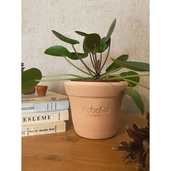 Pilea Peperomioides / Para Çiçeği - Resim 2