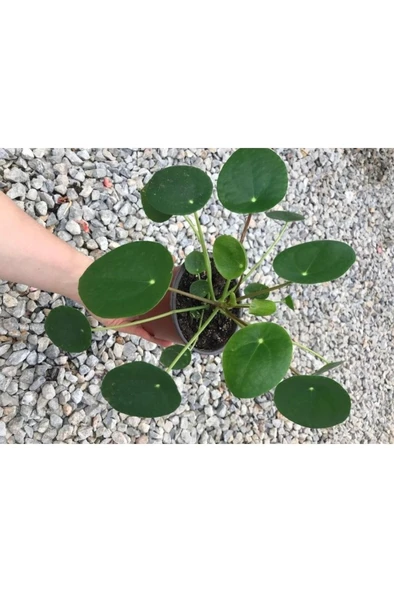 Saksılı Pilea Canlı Çiçek - Resim 2
