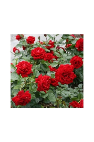 Yediveren Kırmızı Gül Fidanı Tüplü Aşılı (1 Adet) 10-20 cm ürün görseli