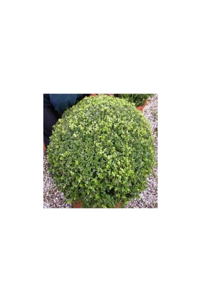 Şimşir (Buxus Sempervirens) Fidanı 20-40 cm - Resim 2