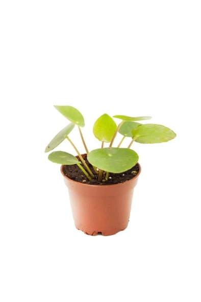 Pilea Peperomioides | Çin Para Ağacı 10-20 cm ürün görseli