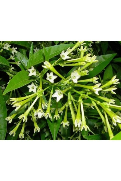 Gece Sefası Limon Çiçeği Melisa 10-20 cm - Resim 2