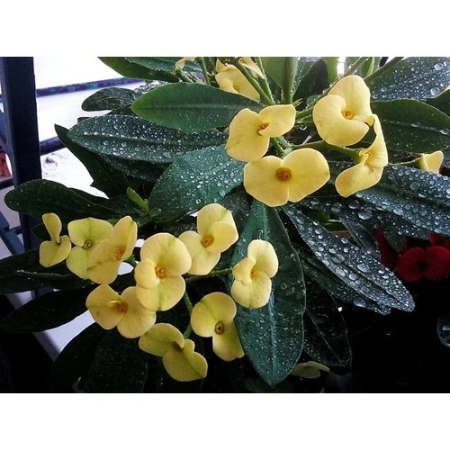 Dikenler Tacı Çiçeği Fidanı 10-20 cm Sarı - 1