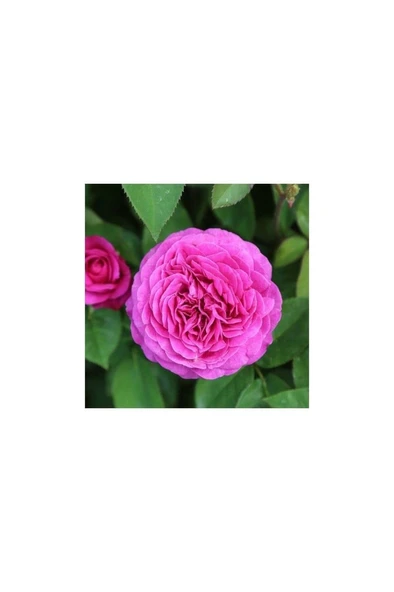 Gül Fidanı Isparta Gülü Tüplü Sarmaşık Fidanı 10-20 cm - Resim 2