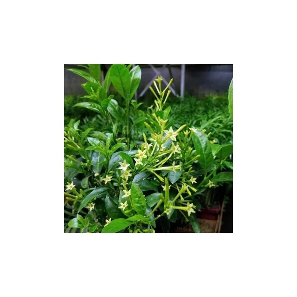 Melisa Çiçeği Fidanı 5 Adet 10-20 cm - Resim 5