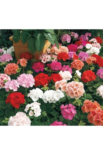 Sardunya Alacalı Pembe Sakız Sardunya Fidanı 10-20 cm - Resim 4