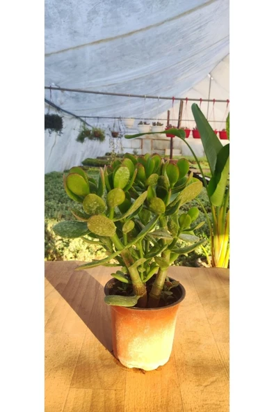 Crassula Ovata Para Çiçeği Fidanı 10-20 cm - Resim 3