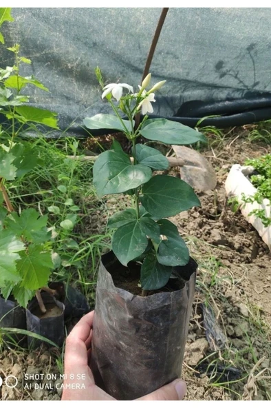 Arap Yasemini Fidanı 10-20 cm - Resim 3