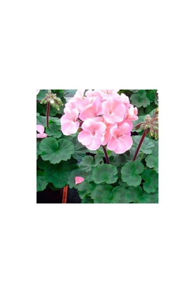 Açık Pembe Sardunya Çiçeği Fidanı 10-20 cm - Resim 2