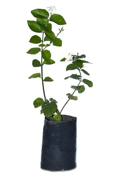 Arap Yasemini Fidanı 10-20 cm ürün görseli