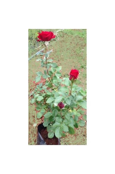 Kırmızı Gül Fidanı Saksıda 10-20 cm ürün görseli