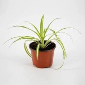 İç Mekan Kurdele Çiçeği Chlorophytum Comosum 10-20 cm - Resim 3