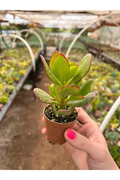 Para Çiçeği Bonsai Crassula Ovata Sukulent 10-20 cm - Resim 3