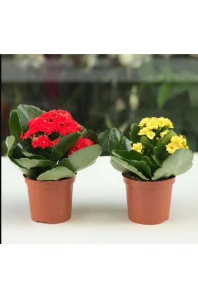 Kalanşo Çiçeği  Renkli Kalanşo Çiçeği 2 Adet 10-20 cm ürün görseli