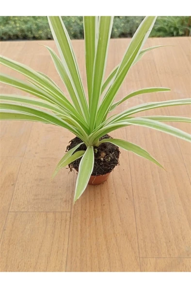 Chlorophtyum Comosun Variegata Kurdele Çiçeği Dışı Beyaz Içi Yeşil - Resim 2