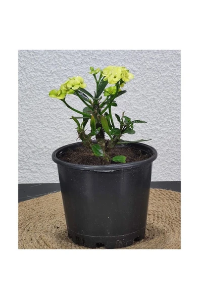 Efhorbia-Dikenler Tacı Çiçeği Fidanı Sarı 10-20 cm - Resim 3