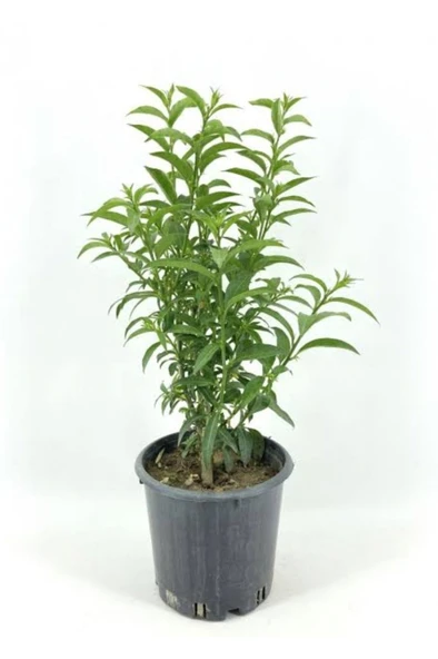 Melisa Parfüm Çiçeği Fidanı 10-20 cm - 1
