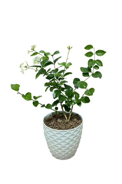 Yasemin Çiçeği Fidanı 10-20 cm ürün görseli