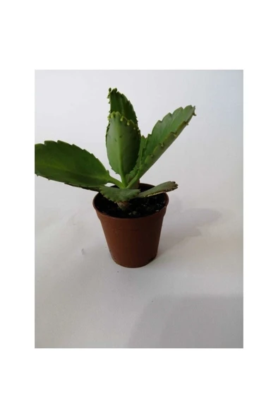 Aşkın Gözyaşı Çiçeği Fidanı 10-20 cm - Resim 3