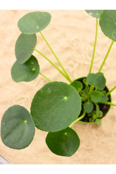 Çin Para Çiçeği (PİLEA) Fidanı 10-20 cm - Resim 3