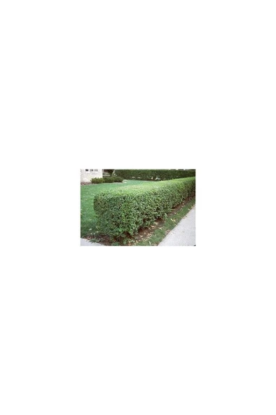 Ligüstrüm Lüküstürüm Ligustrum Japonica Kurtbağrı Fidanı 10-20 cm - Resim 3