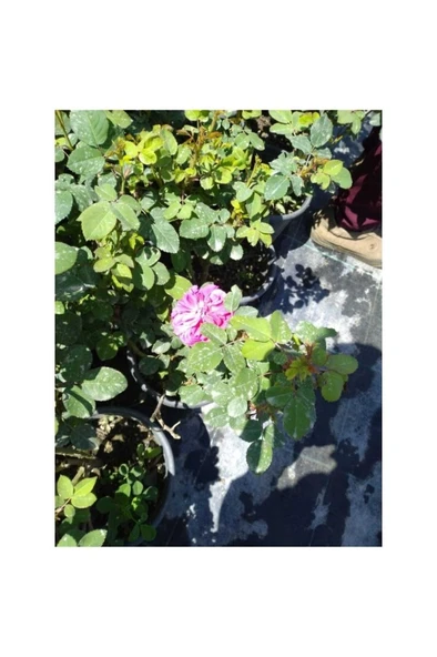 Gül Fidanı 2 Adet 10-20 Cm ürün görseli