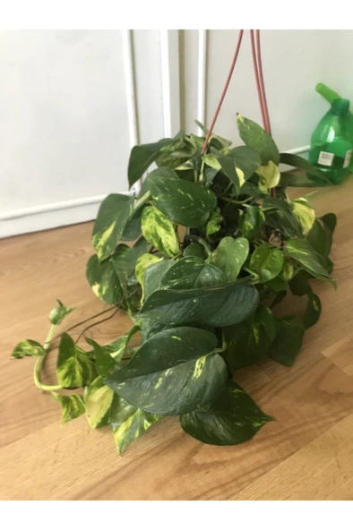 Potos Sarmaşığı Fidanı Fidesi 10-20 cm ürün görseli