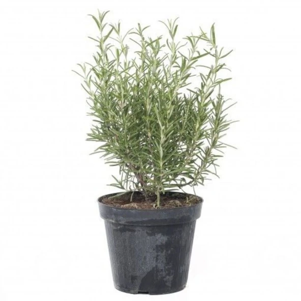 Biberiye Fidesi Fidanı 10-20 cm - Resim 3