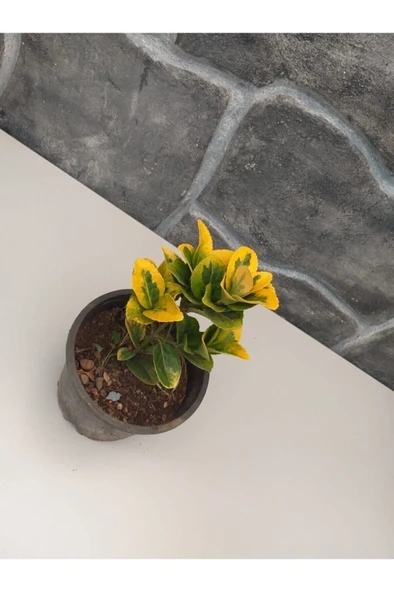 Taflan Fidanı Sarı Alacalı Saksıda Yaz Kış Yaprak Dökmez 10-20 cm - Resim 2