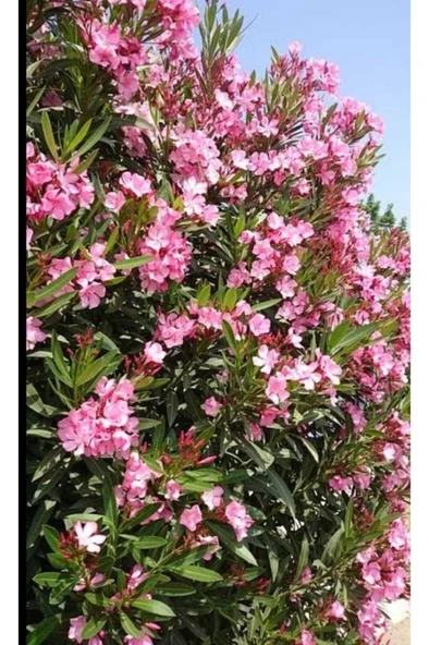 Pembe Zakkum Çiceği Fidanı 30-60 cm - Resim 2