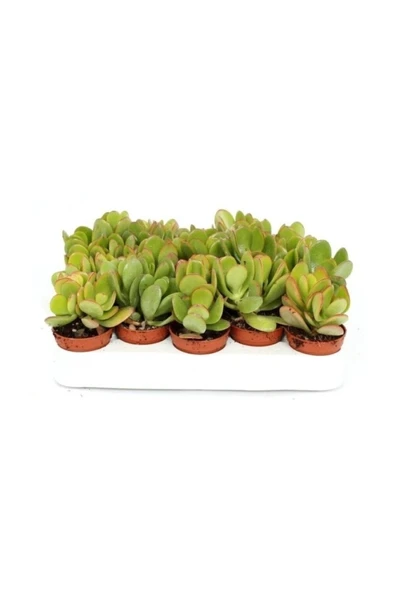 Para Ağacı Kaktüs Sukulent  Crassula Ovata - Para Çiçeği Ev Bitkisi - Resim 2