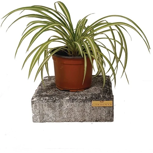 Variegatum Chlorophytum Comosum Kurdele Çiçeği 10-20 cm - Resim 3