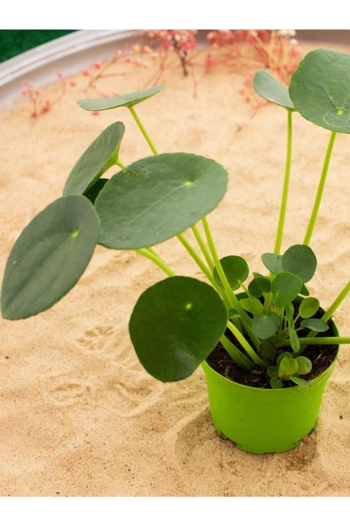 Çin Para Çiçeği (PİLEA) Fidanı 10-20 cm ürün görseli