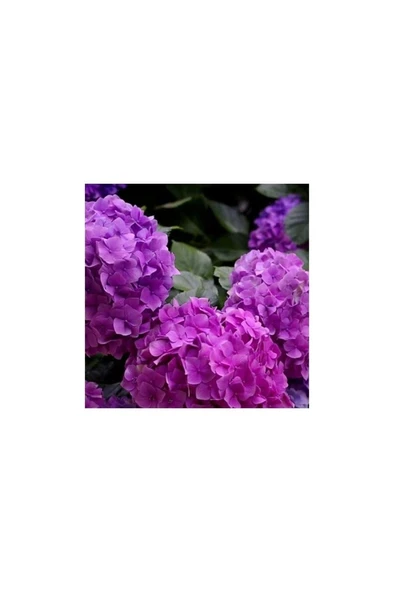 Mor Ortanca Çiçeği Fidanı 10-20 cm ürün görseli