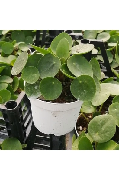 Pilea Para Çiçeği 10-20 cm ürün görseli