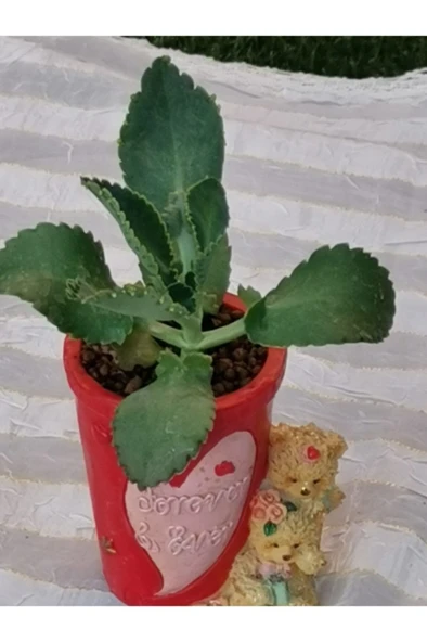 Kırmızı Ayılı Saksıda Aşkın Gözyaşı Fidanı 10-20 cm - Resim 4