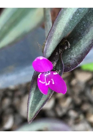 Yeşil-mor Telgraf Çiçeği - Resim 3