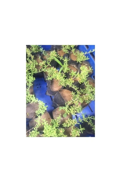 Saksılı Acem Halısı Fidanı 3 Adet 10-20 cm - Resim 2