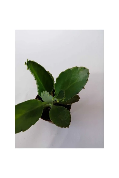 Aşkın Gözyaşı Çiçeği Fidanı 10-20 cm - Resim 2