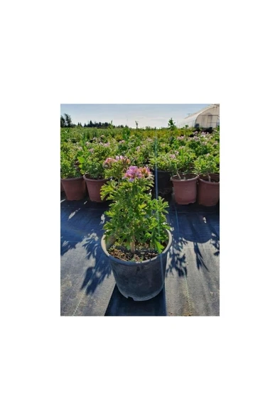 Kokulu Itır Çiçeği (Pelargonium Graveolens) 10-20 cm - Resim 2