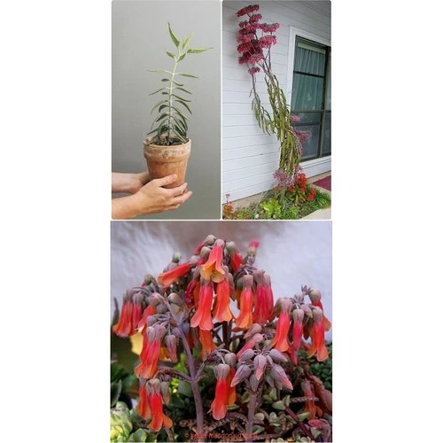 Aşkın Gözyaşı Çiçeği Fidanı 10-20 cm ürün görseli