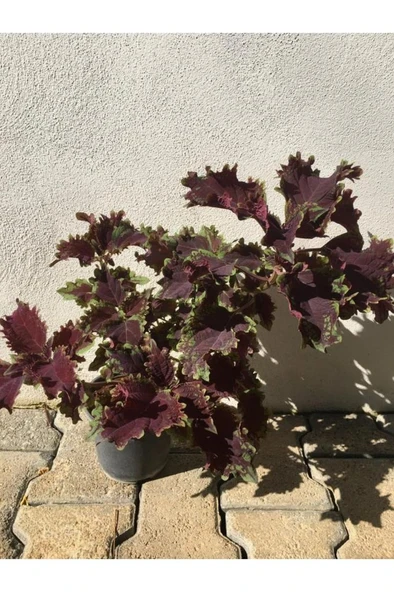 Kolyoz Yaprak Güzeli Kolyos Çiçeği Özel Renk 10-20 Cm ürün görseli