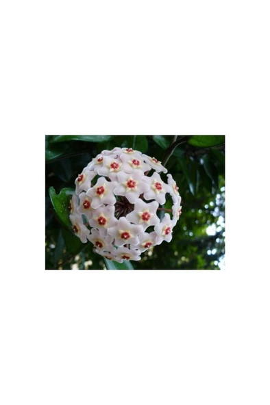 Mum Çiçeği Fidanı 10-20 cm ürün görseli